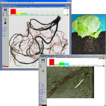 WinRHIZO： 全体の根長測定だけでなく、根茎ごとの根長、枝分かれ数、交点、色解析による測定も可能です。WinRHIZO TRON： Rhizotron(土壌内の様子)を画像の解析を実施します。画像上にある根長を測定したり、時系列で画像を整理するなどの機能があります。