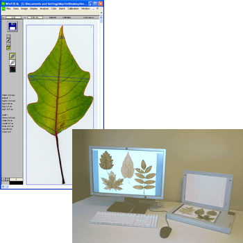 葉の面積だけでなく、形状、色解析による測定も可能