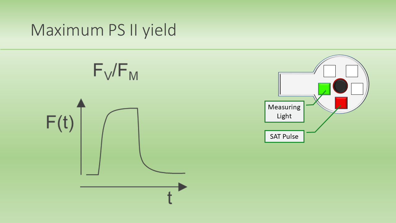 Maximum PS II yield