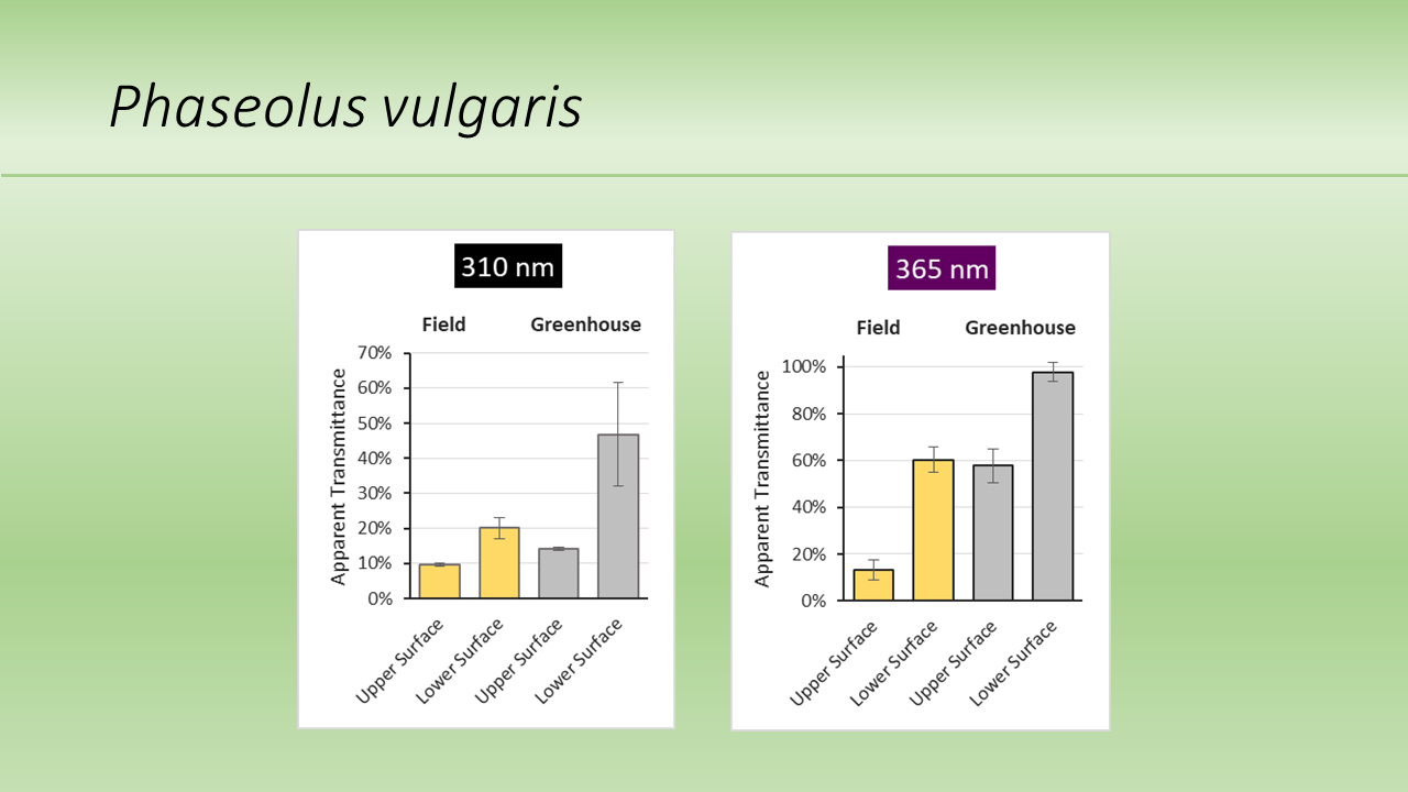 Phaseolus vulgaris