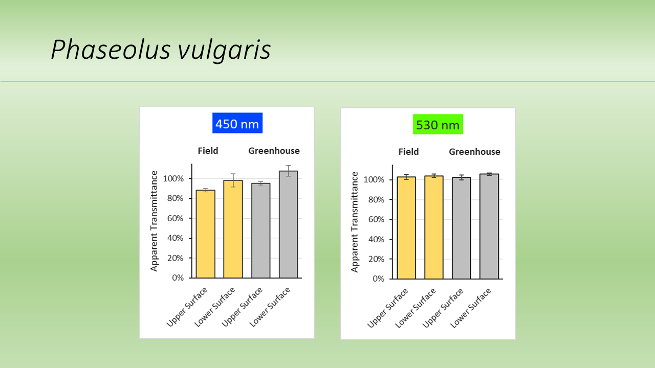 Phaseolus vulgaris