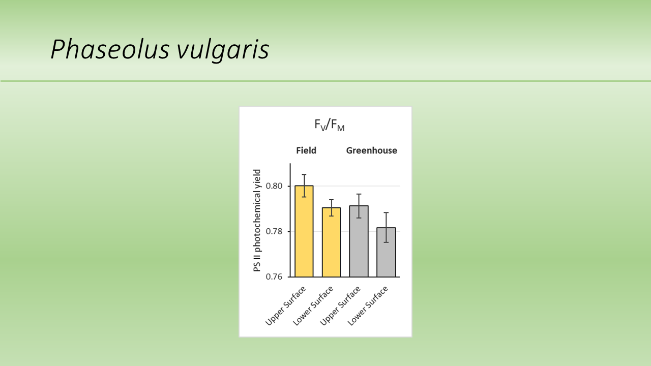 Phaseolus vulgaris