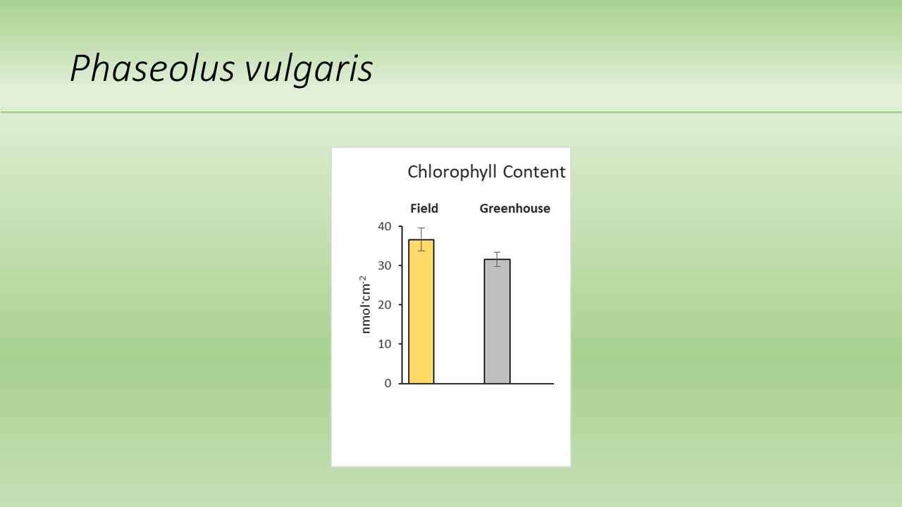 Phaseolus vulgaris