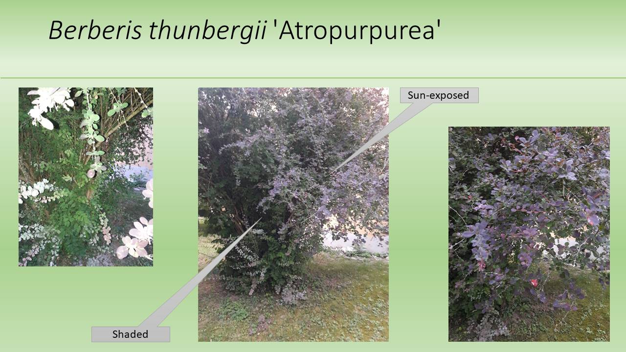 Berberis thunbergii 'Atropurpurea'