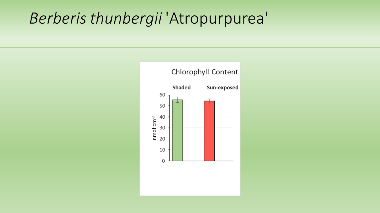 Berberis thunbergii 'Atropurpurea'
