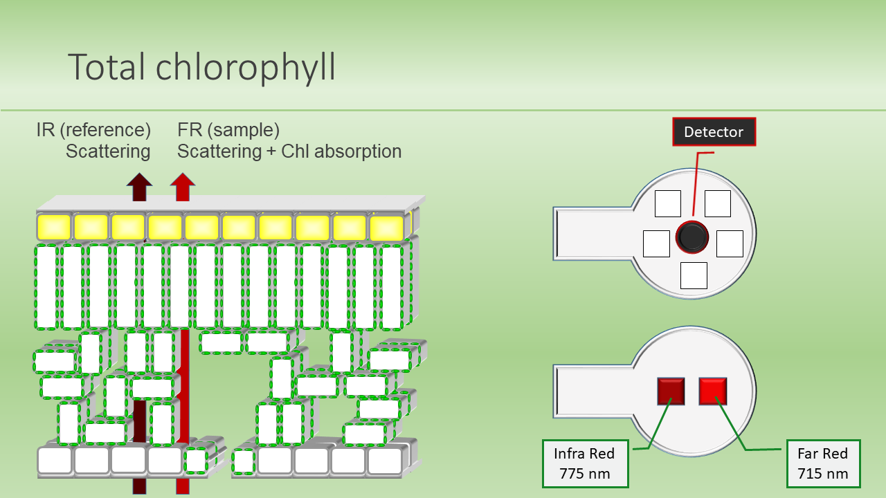 Total chlorophyll