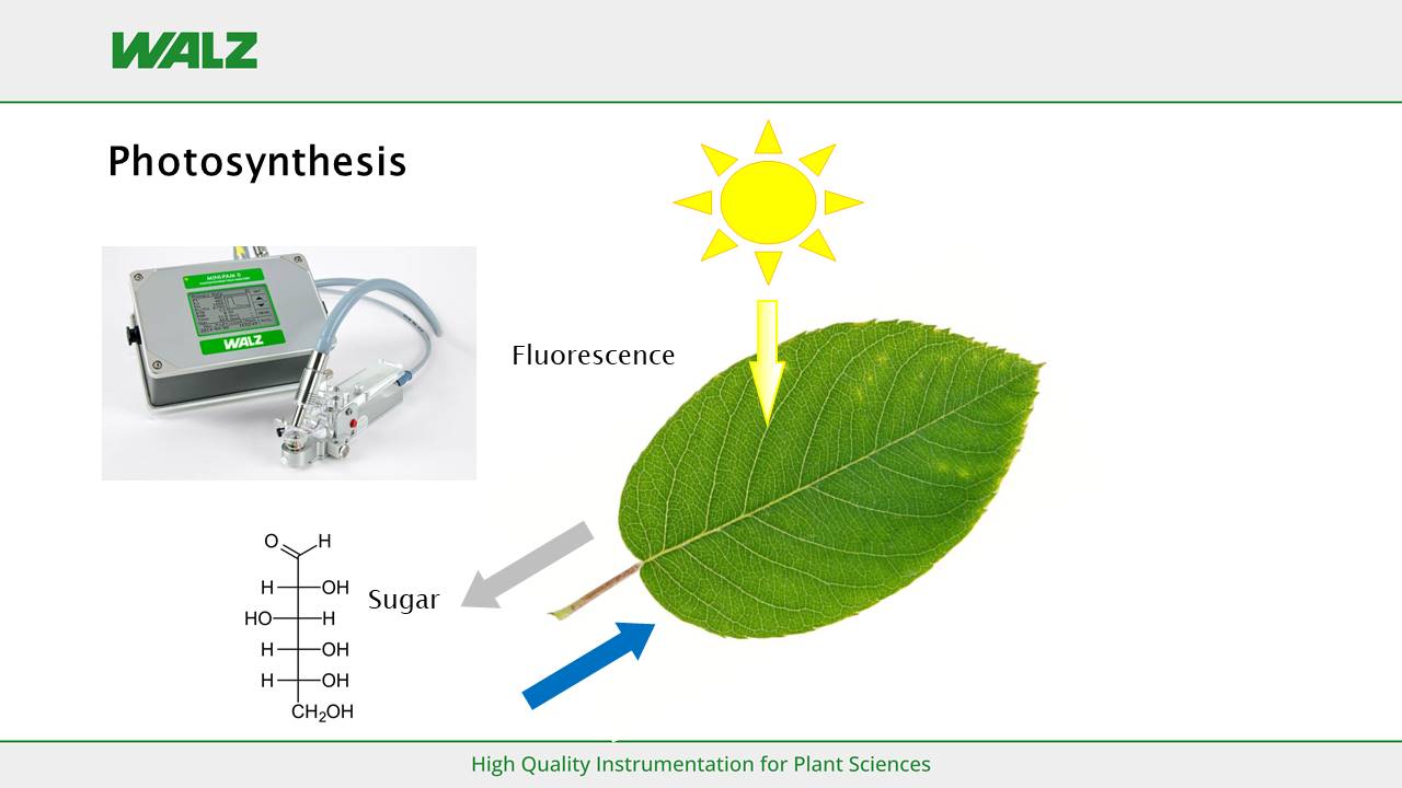 Photosynthesis