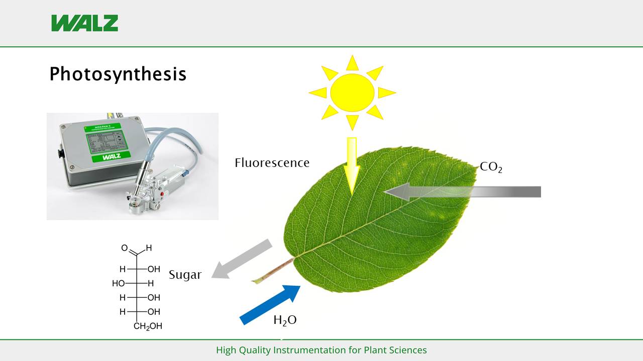 Photosynthesis