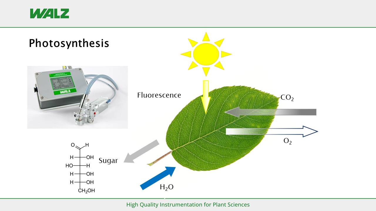 Photosynthesis