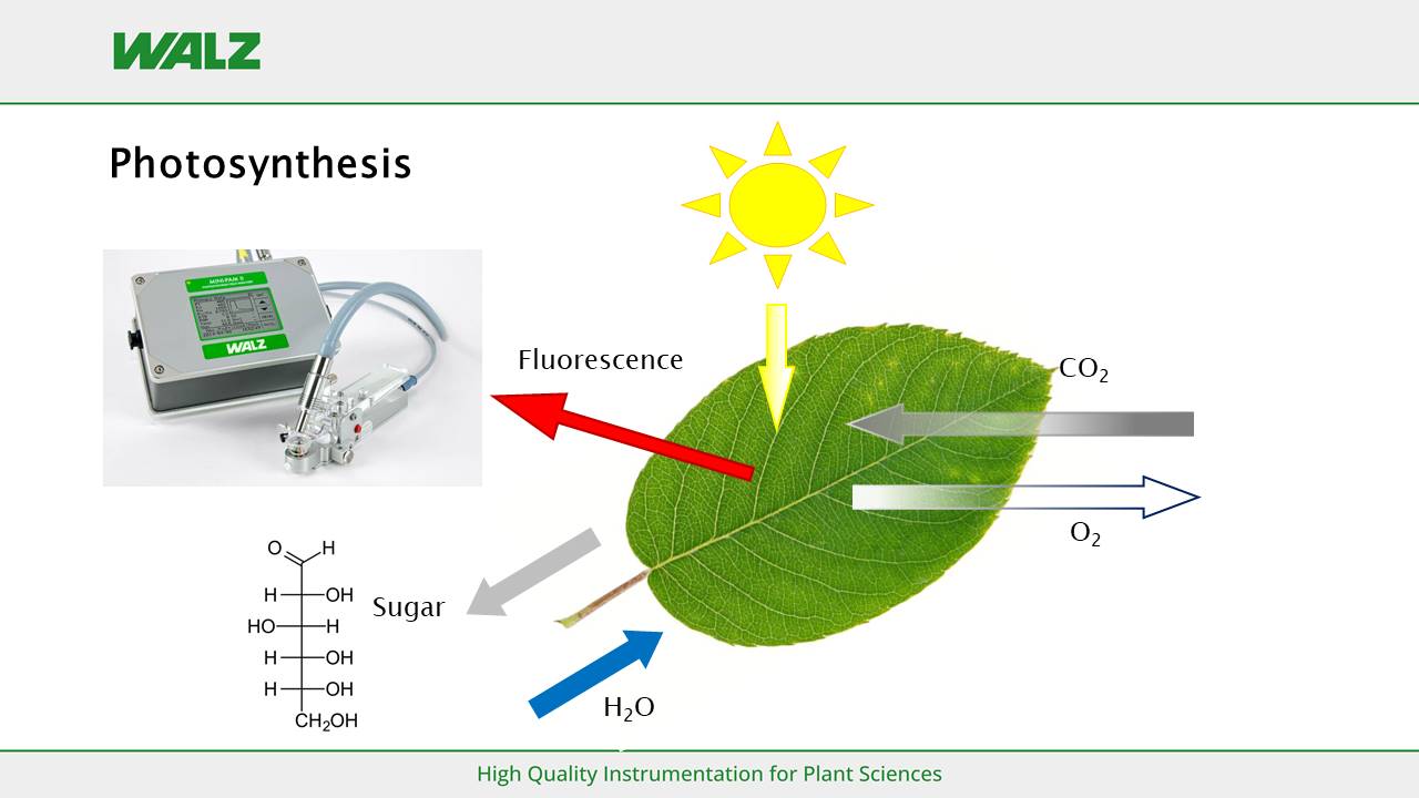 Photosynthesis