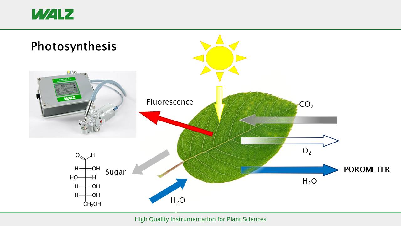 Photosynthesis